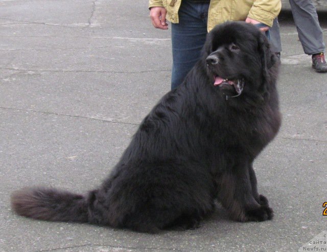 Фото: ньюфаундленд Сент Джонс Зона оф Файер