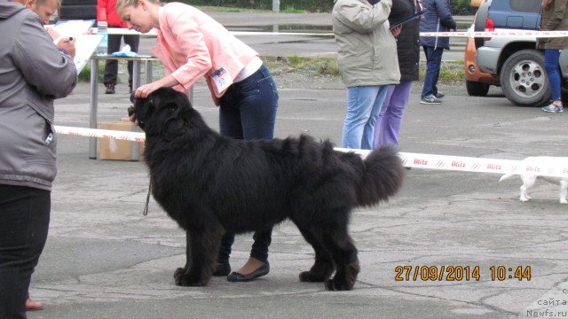 Фото: ньюфаундленд Сент Джонс Зона оф Файер