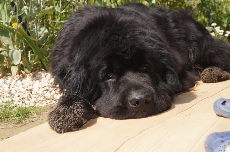 Фото: ньюфаундленд Бегущая по Волнам Фогет Ми Нот