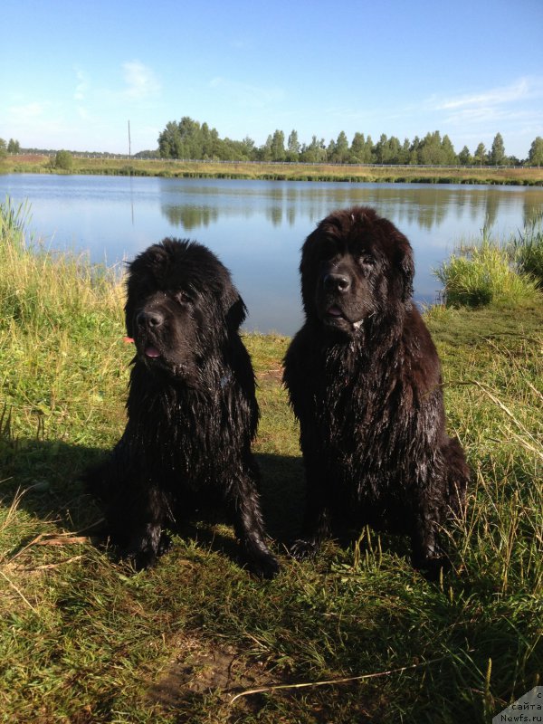 Фото: ньюфаундленд Бегущая по Волнам Фогет Ми Нот, ньюфаундленд Сент Джонс Лесная Фея