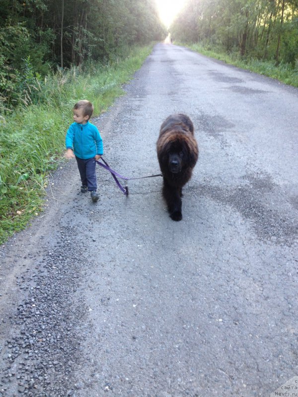 Фото: ньюфаундленд Сент Джонс Лесная Фея