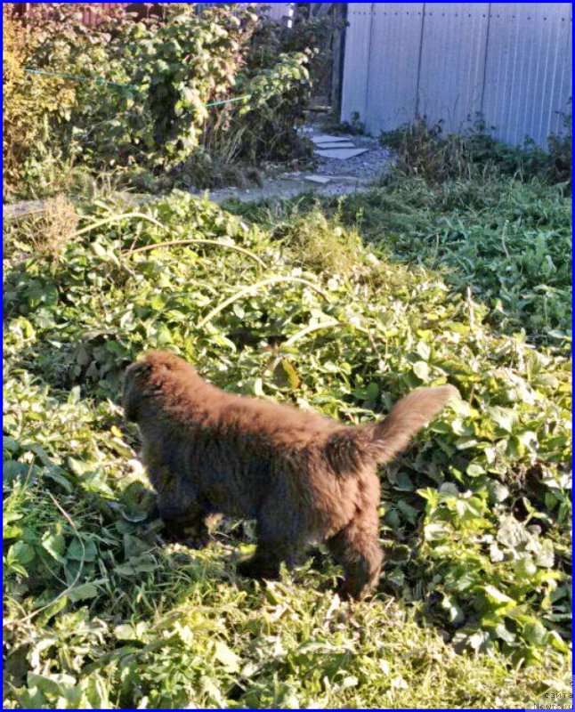 Фото: ньюфаундленд Браунблад МСК Хаким Голд Хайдар (Brownblood MSK Hakim Gold Haydar)