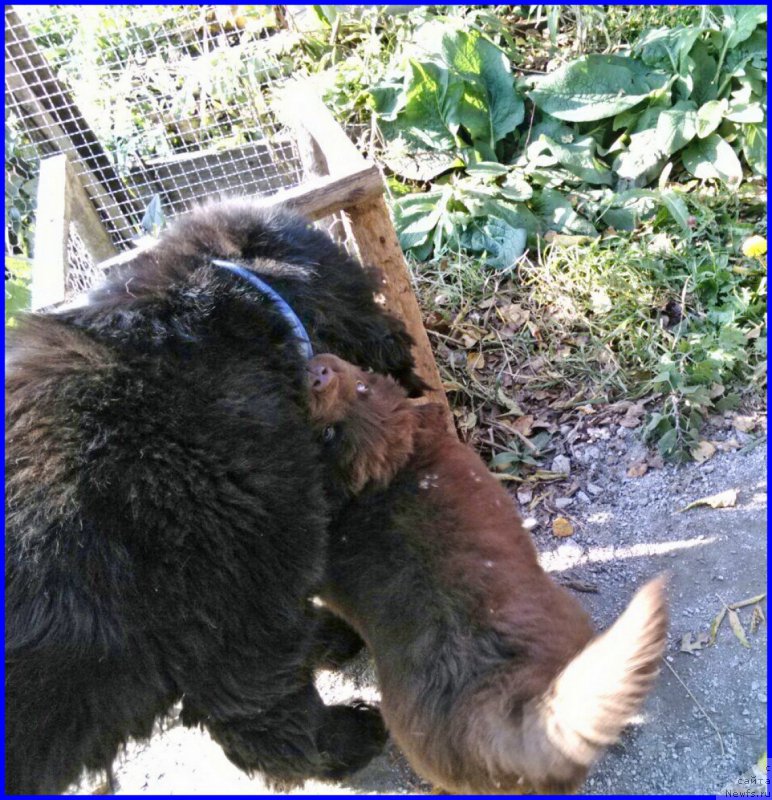 Фото: ньюфаундленд Браунблад МСК Хаким Голд Хайдар (Brownblood MSK Hakim Gold Haydar), ньюфаундленд Ньюфорт Лапочка Дочка