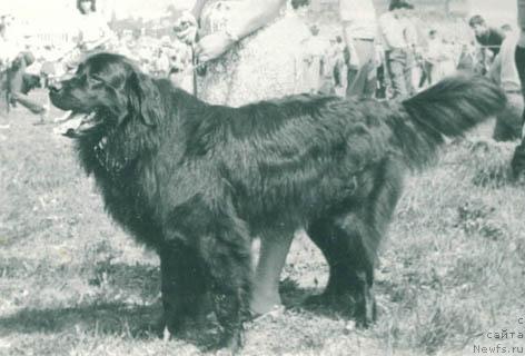 Фото: ньюфаундленд Фериза Рад Саги