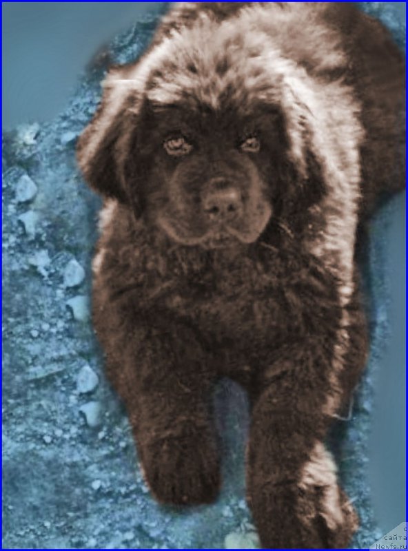 Фотография № 164904