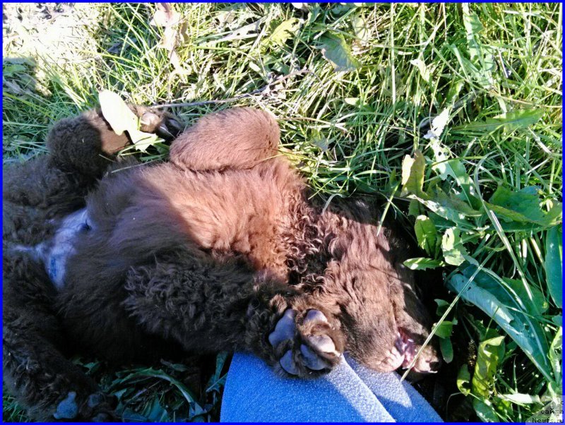 Фото: ньюфаундленд Браунблад МСК Хаким Голд Хайдар (Brownblood MSK Hakim Gold Haydar)