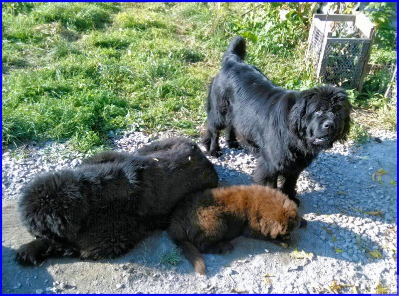 Фото: ньюфаундленд Браунблад МСК Хаким Голд Хайдар (Brownblood MSK Hakim Gold Haydar), ньюфаундленд Ньюфорт Лапочка Дочка, ньюфаундленд Ньюфорт Тайм'с Голд Алекса