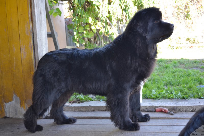 Фото: ньюфаундленд Талисман Моря Мишель