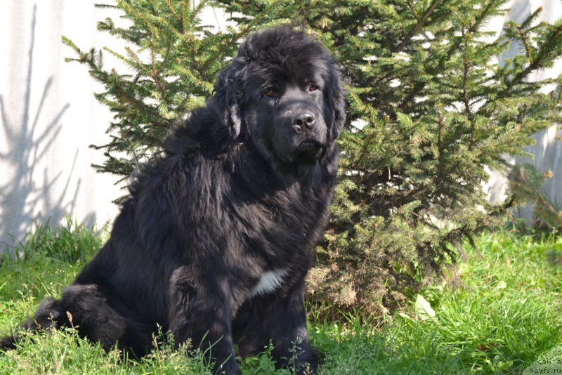 Фото: ньюфаундленд Талисман Моря Мишель