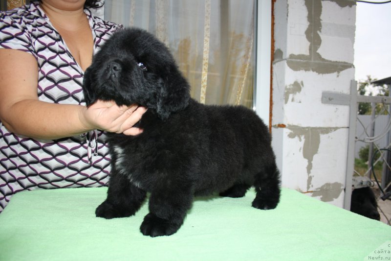Фото: щенки питомника Черный Шарм 
