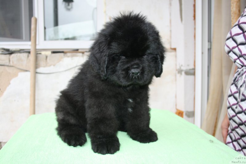 Фото: щенки питомника Черный Шарм 