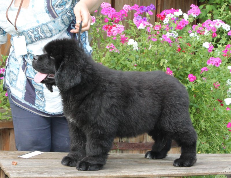 Фото: ньюфаундленд Акватория Келвин Амитис ин Блэк