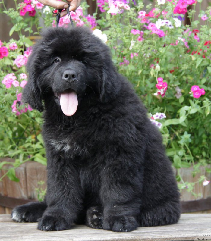 Фото: ньюфаундленд Акватория Келвин Амитис ин Блэк