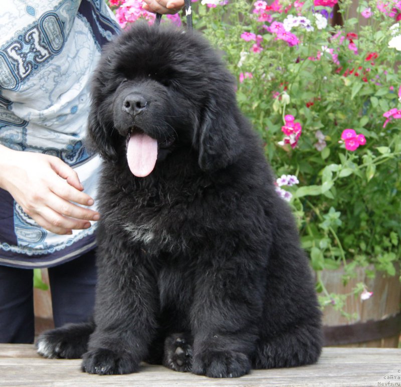 Фото: ньюфаундленд Акватория Келвин Амитис ин Блэк