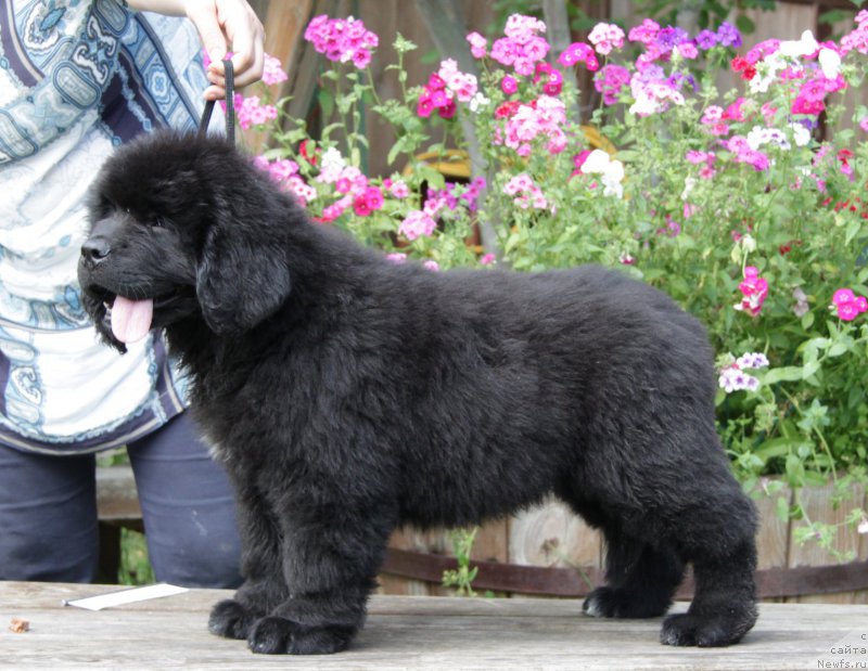 Фото: ньюфаундленд Акватория Келвин Амитис ин Блэк