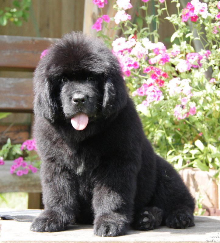 Фото: ньюфаундленд Акватория Келвин Амазинг Вэйв