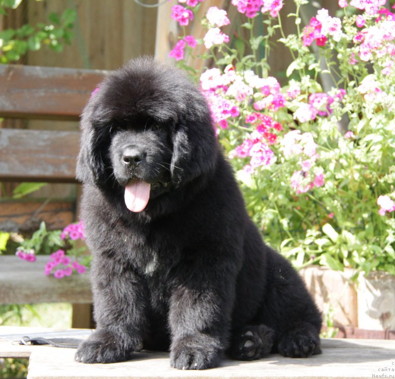 Фото: ньюфаундленд Акватория Келвин Амазинг Вэйв