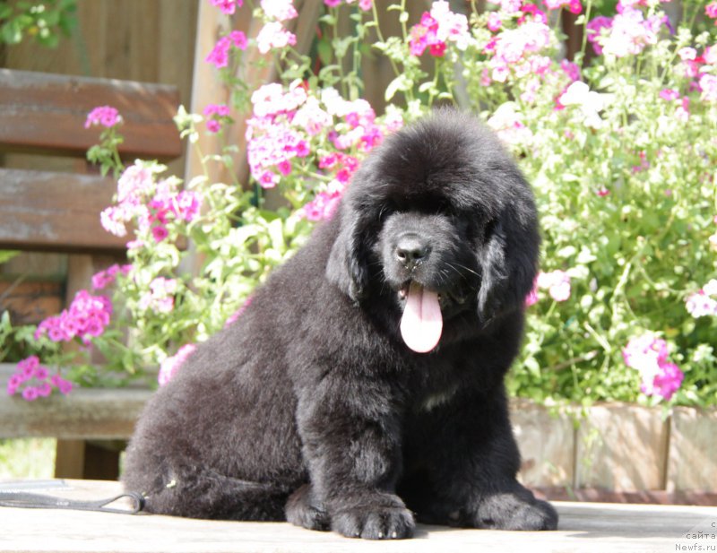 Фото: ньюфаундленд Акватория Келвин Амазинг Вэйв