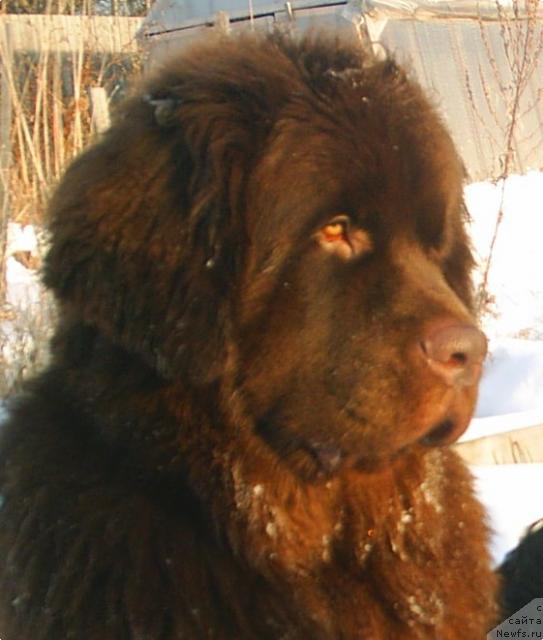 Фото: ньюфаундленд Обуш Шед Юдашкин Стиль (Obush Shed Yudashkin Stil)