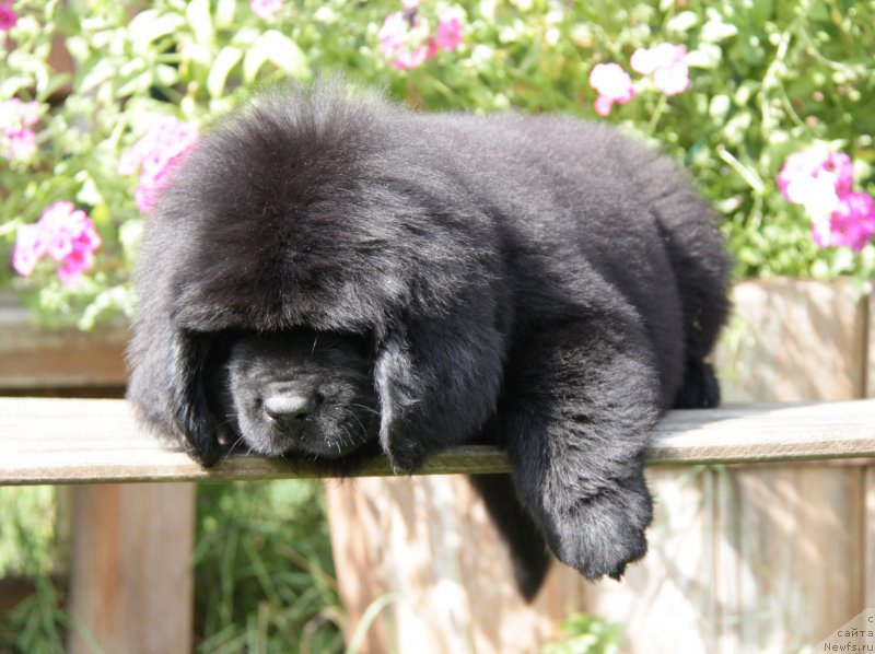 Фото: ньюфаундленд Акватория Келвин Амазинг Вэйв