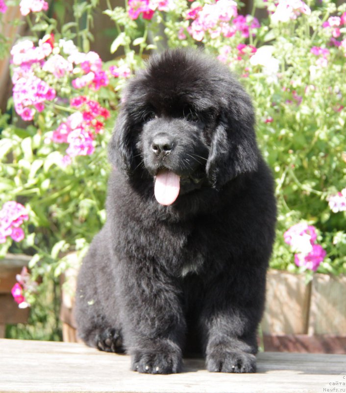 Фото: ньюфаундленд Акватория Келвин Амазинг Вэйв