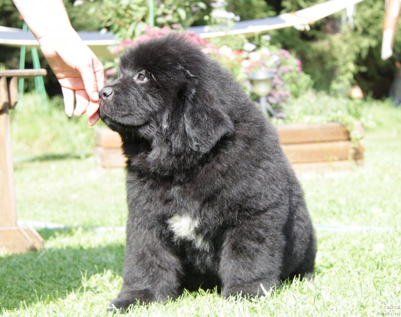 Фото: ньюфаундленд Акватория Келвин Артистка