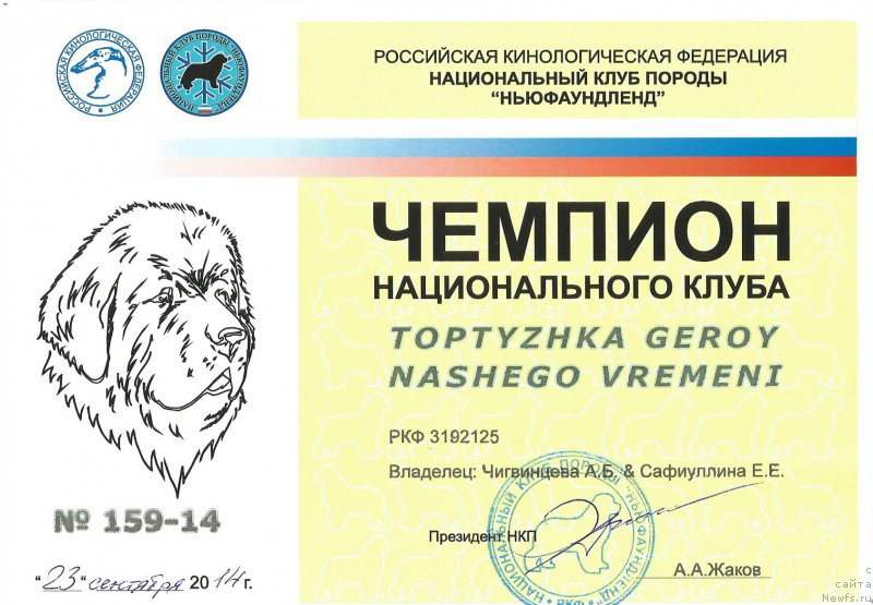 Фото: ньюфаундленд Топтыжка Герой Нашего Времени (Toptyzhka Geroy Nashego Vremeni)