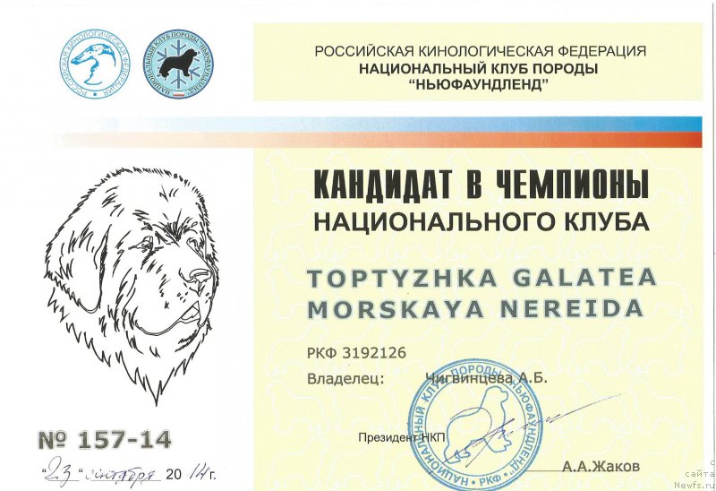 Фото: ньюфаундленд Топтыжка Галатея Морская Нереида (Toptyzhka Galatea Morskaya Nereida)