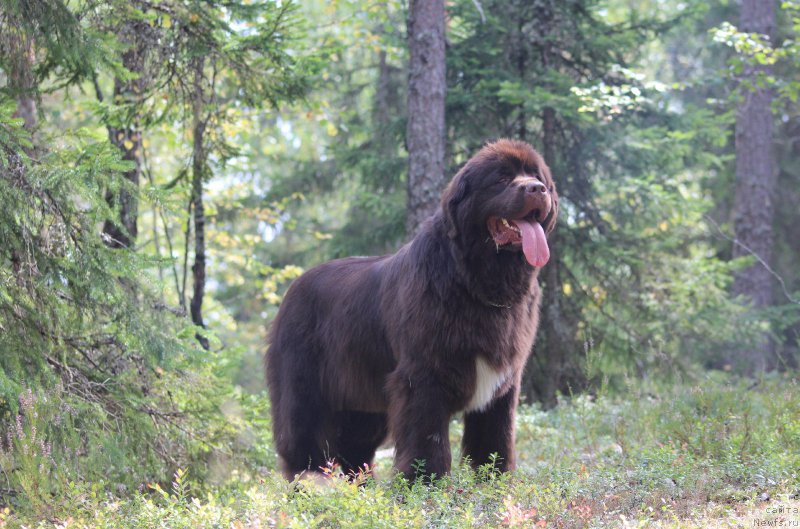 Фото: ньюфаундленд Акватория Келвин Хизер Хани (Aquatoriya Kelvin Heather Honey)