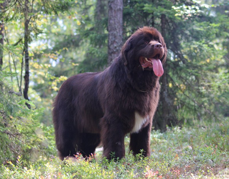 Фото: ньюфаундленд Акватория Келвин Хизер Хани (Aquatoriya Kelvin Heather Honey)
