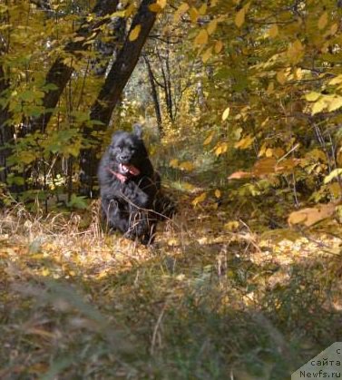 Фото: ньюфаундленд Экспрессия Леди в Черном