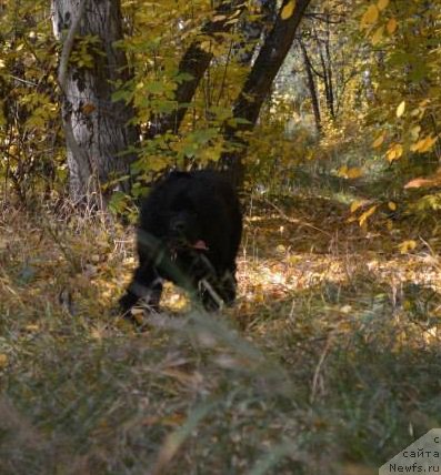 Фото: ньюфаундленд Экспрессия Леди в Черном