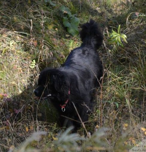 Фото: ньюфаундленд Экспрессия Леди в Черном