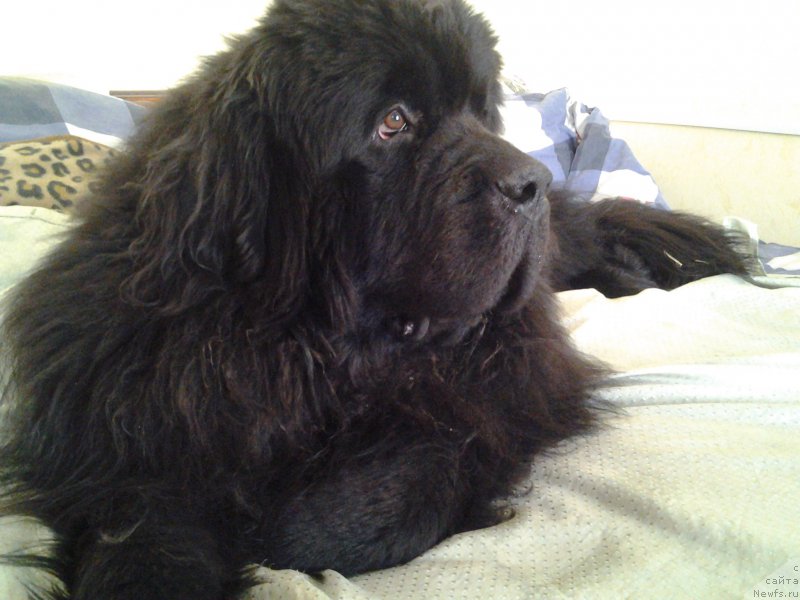 Фото: ньюфаундленд Бэлла Мосс Грегори