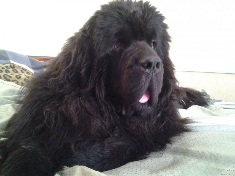 Фото: ньюфаундленд Бэлла Мосс Грегори