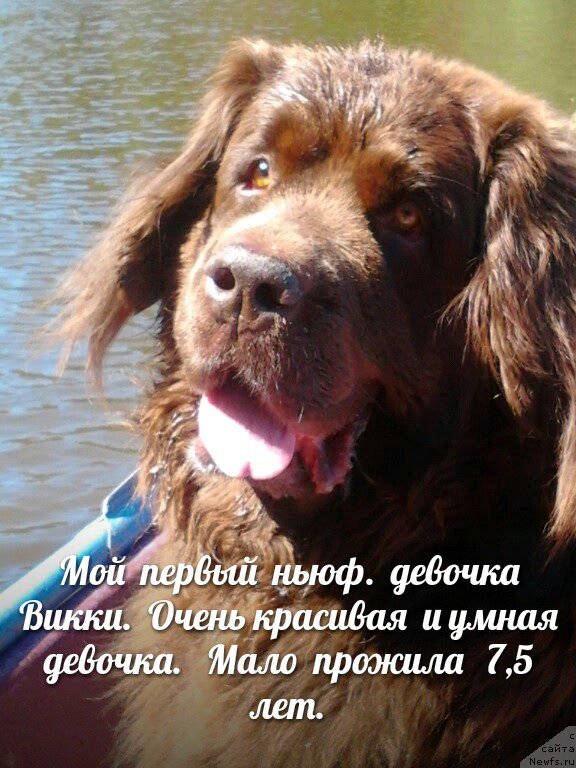 Фото: ньюфаундленд Нью Спейс Вива Виктория