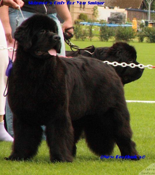 Фото: ньюфаундленд Skippers Only You for Smigar