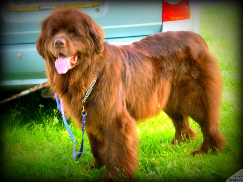 Фото: ньюфаундленд Фанньюф Акудзява Назаровна