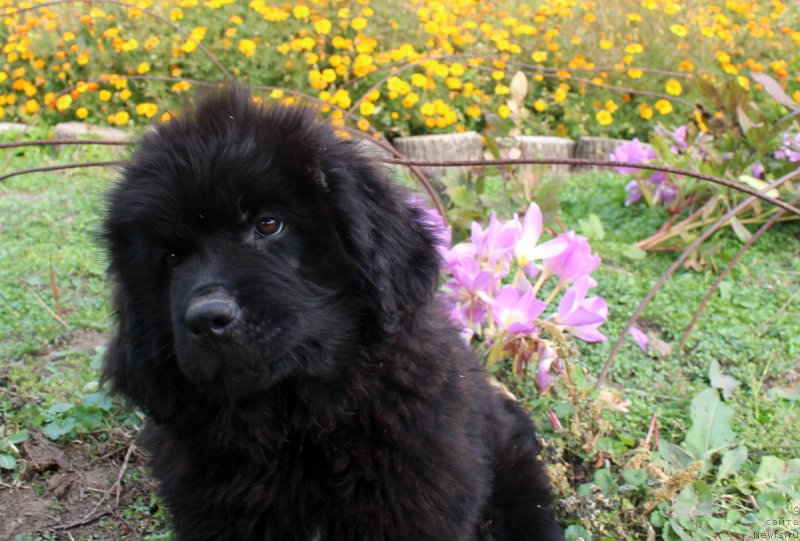 Фотография № 165041