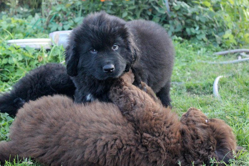 Фотография № 165045