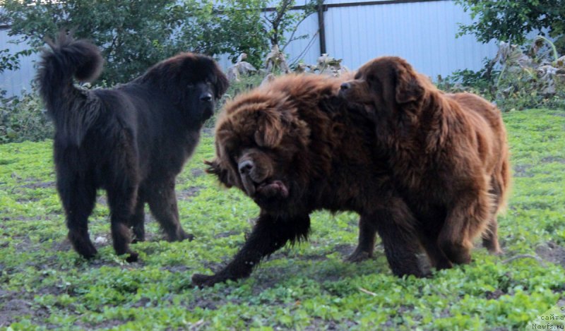 Фотография № 165056