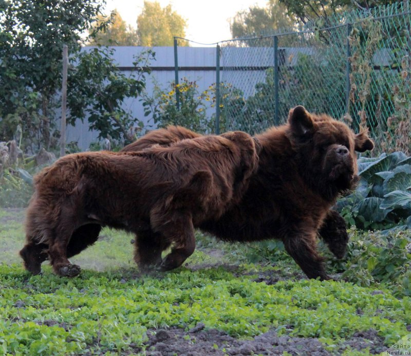 Фото: ньюфаундленд Великий Медведь Камелия, ньюфаундленд Чармер Денкам Бронз (Charmer Denkam Bronze)