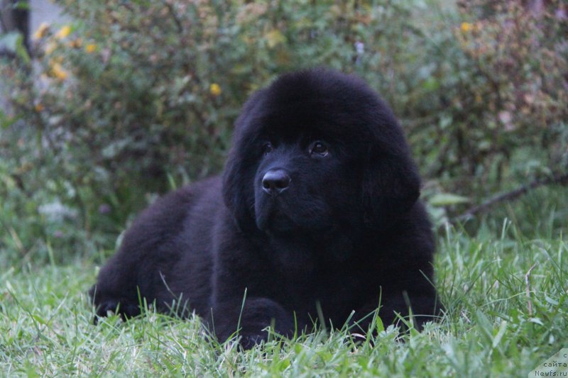 Фото: ньюфаундленд Акватория Келвин Амазинг Вэйв