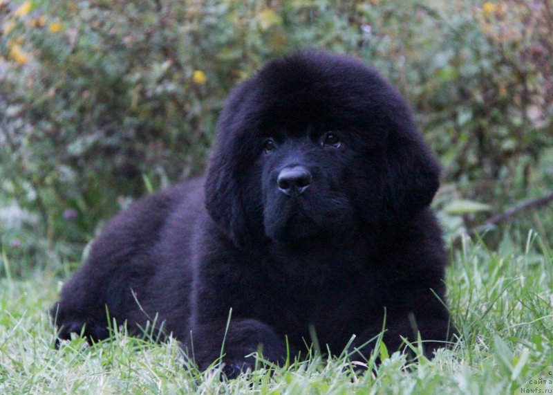 Фото: ньюфаундленд Акватория Келвин Амазинг Вэйв