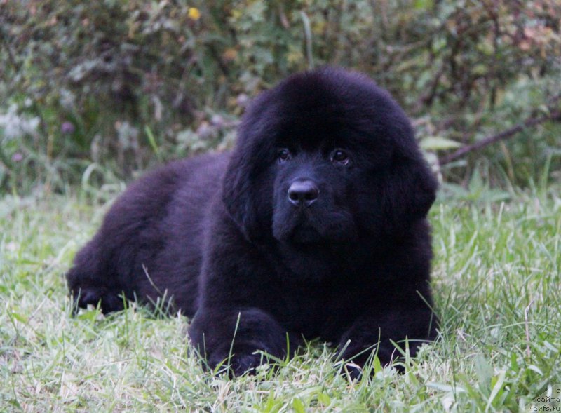 Фото: ньюфаундленд Акватория Келвин Амазинг Вэйв