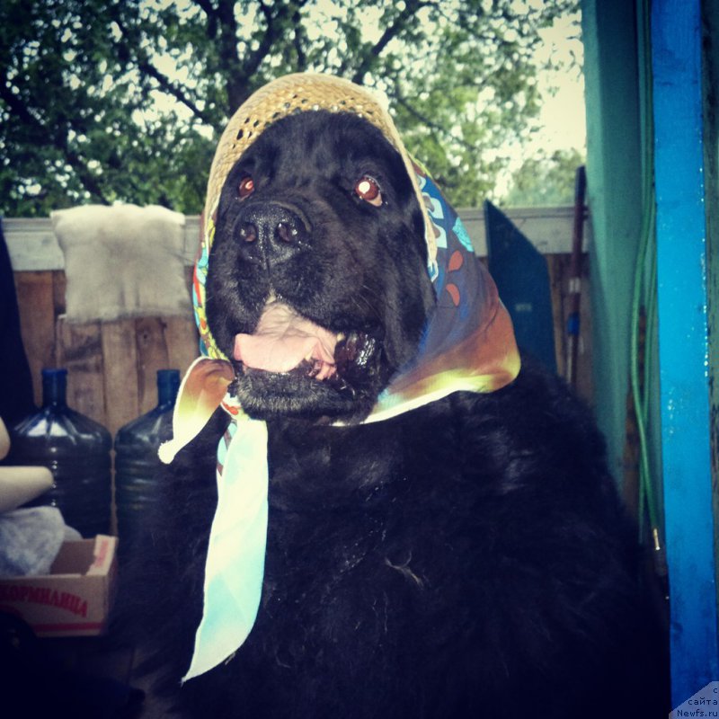 Фото: ньюфаундленд Великий Медведь Загадка