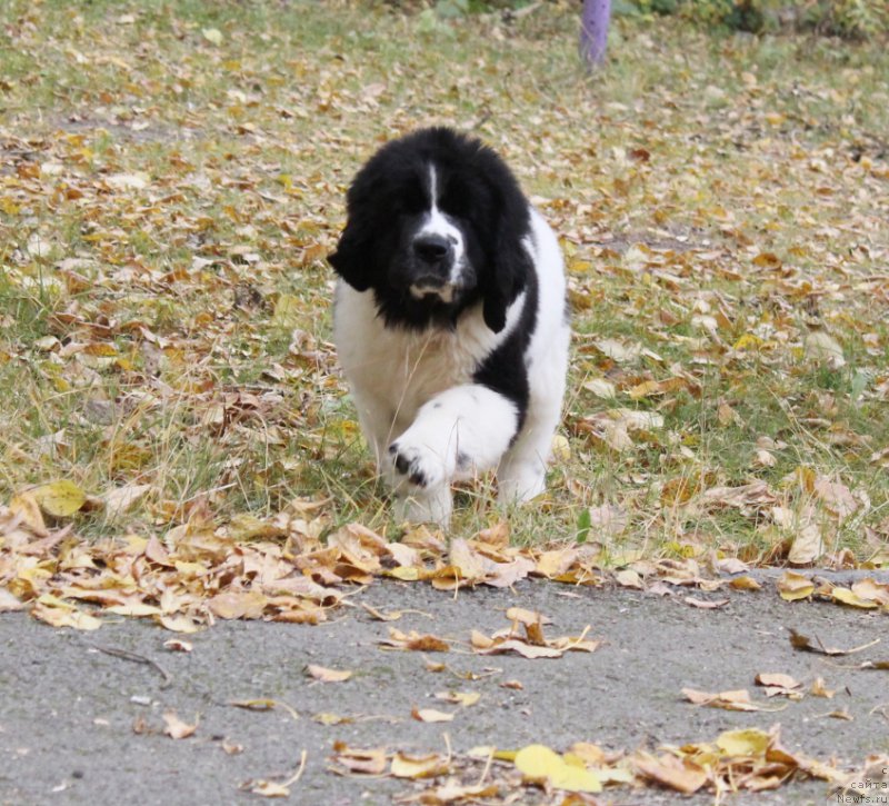 Фотография № 165086