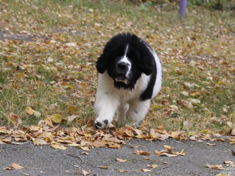 Фотография № 165087