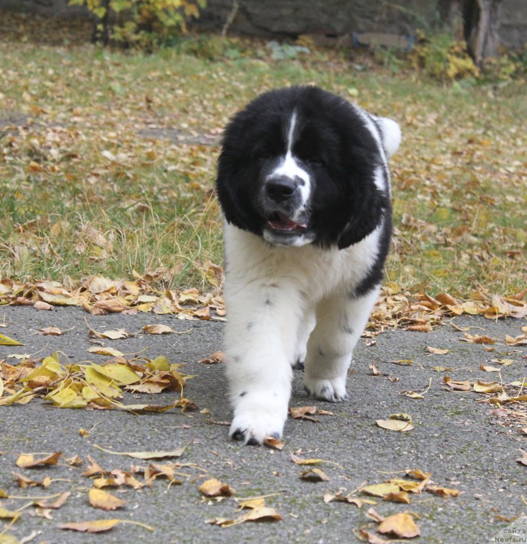 Фотография № 165089