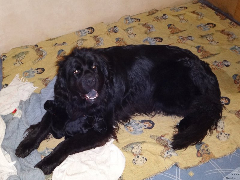 Фотография № 165097